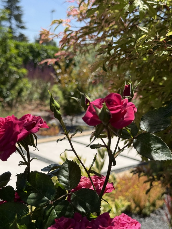 rosier