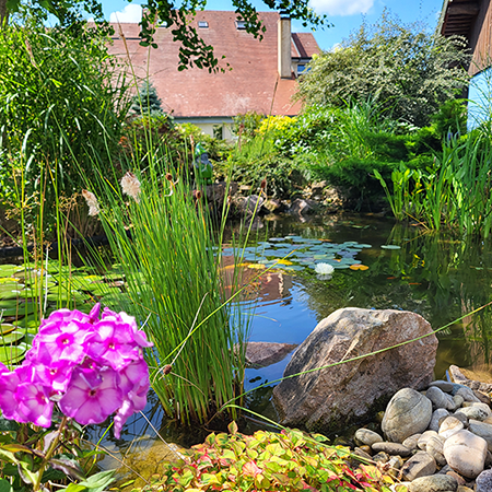 Aménagement des abords d’une jardin aquatique